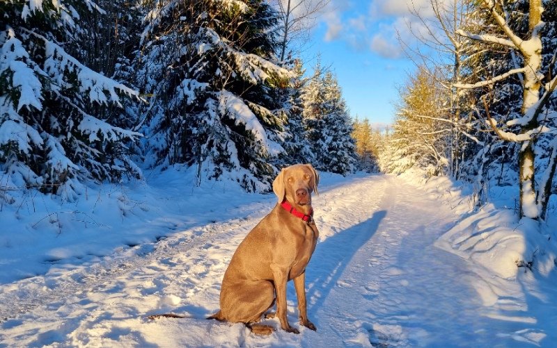 Wintervakantie Sauerland met hond
